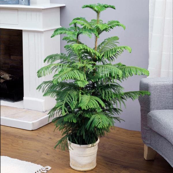 18 most attractive indoor plants to decorate your house - 81