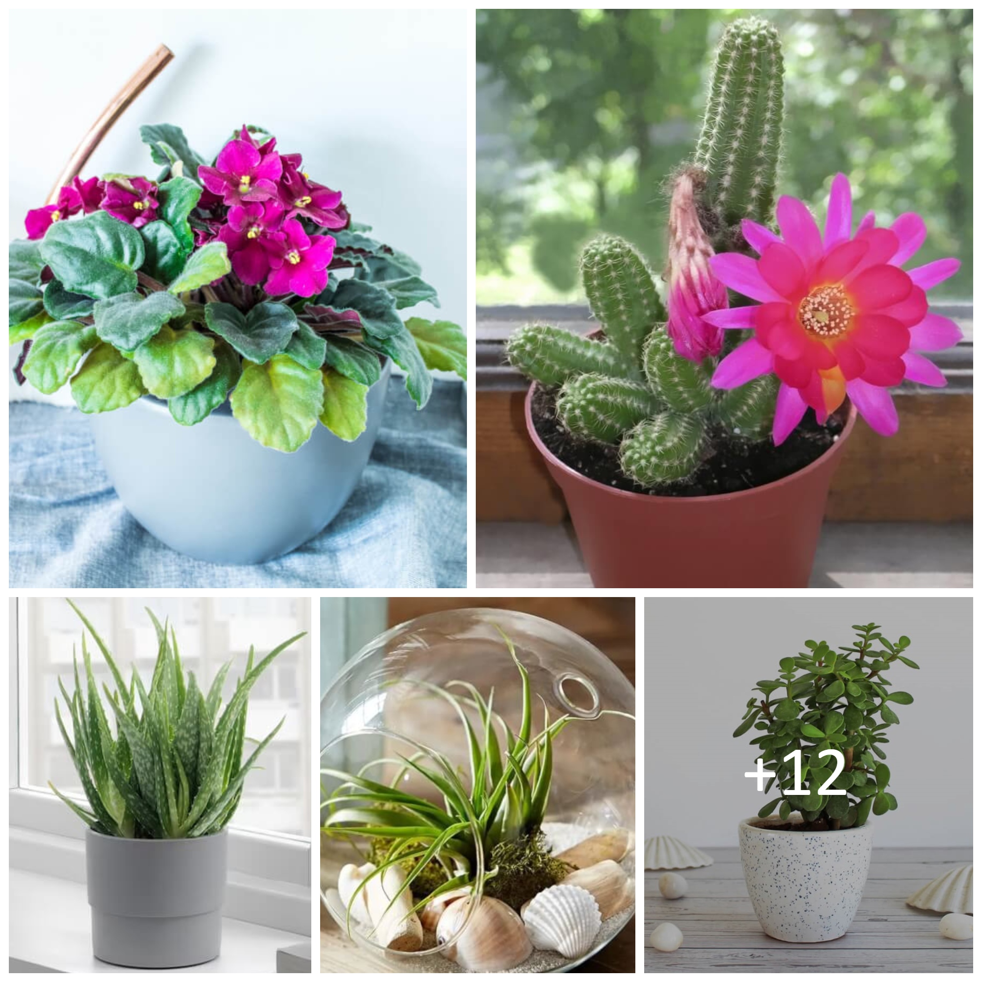 Small Houseplants For Your Compact Spaces