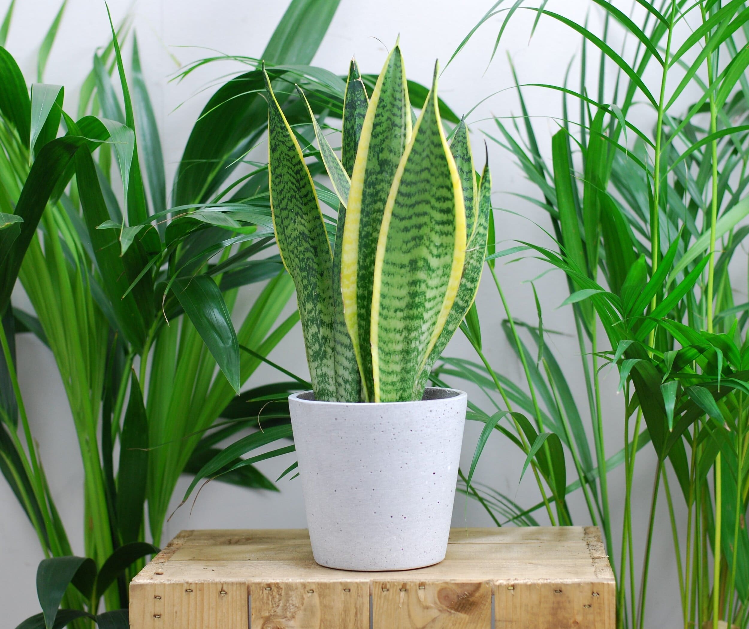 18 most attractive indoor plants to decorate your house - 83