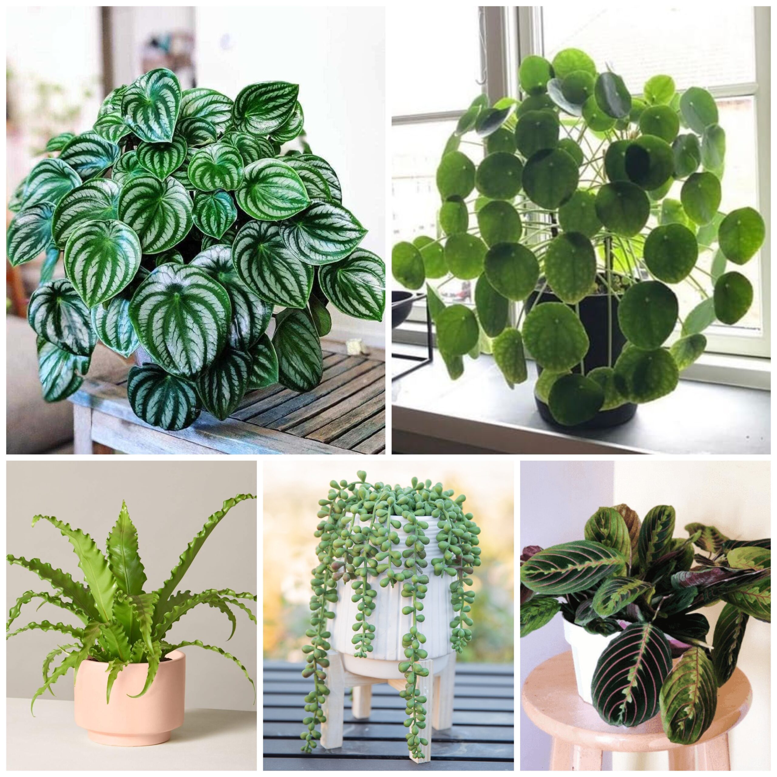 7 Houseplants With The Most Unique Leaves