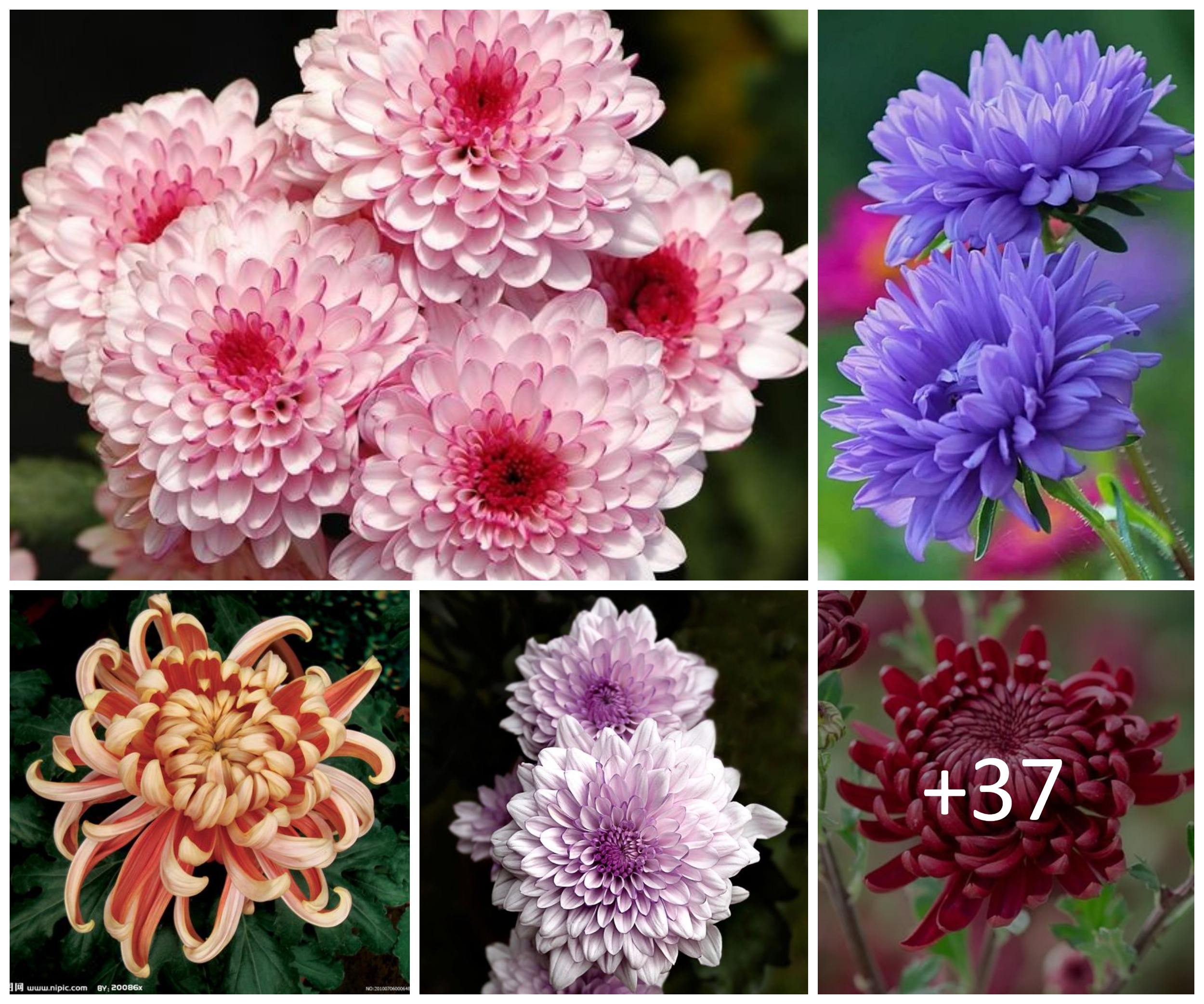 Guide to Selecting, Caring for Chrysanthemums