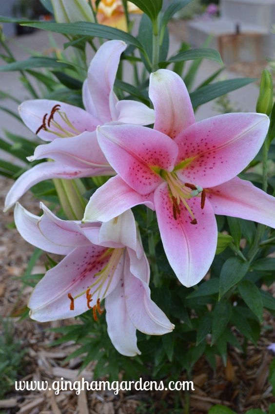 asian lilies (14) – careyfashion.com