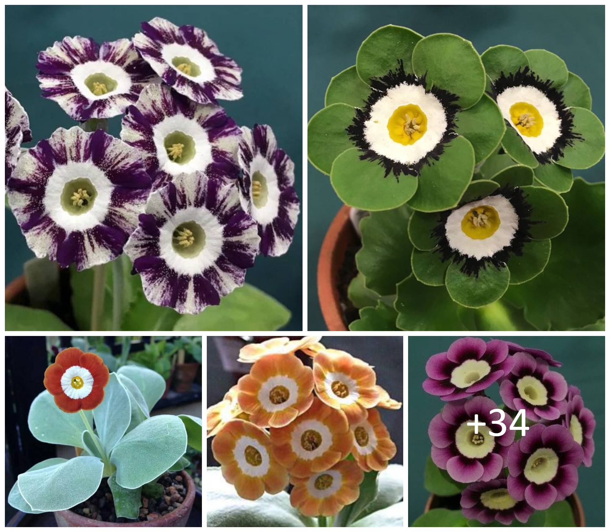 How to grow perfect auriculas
