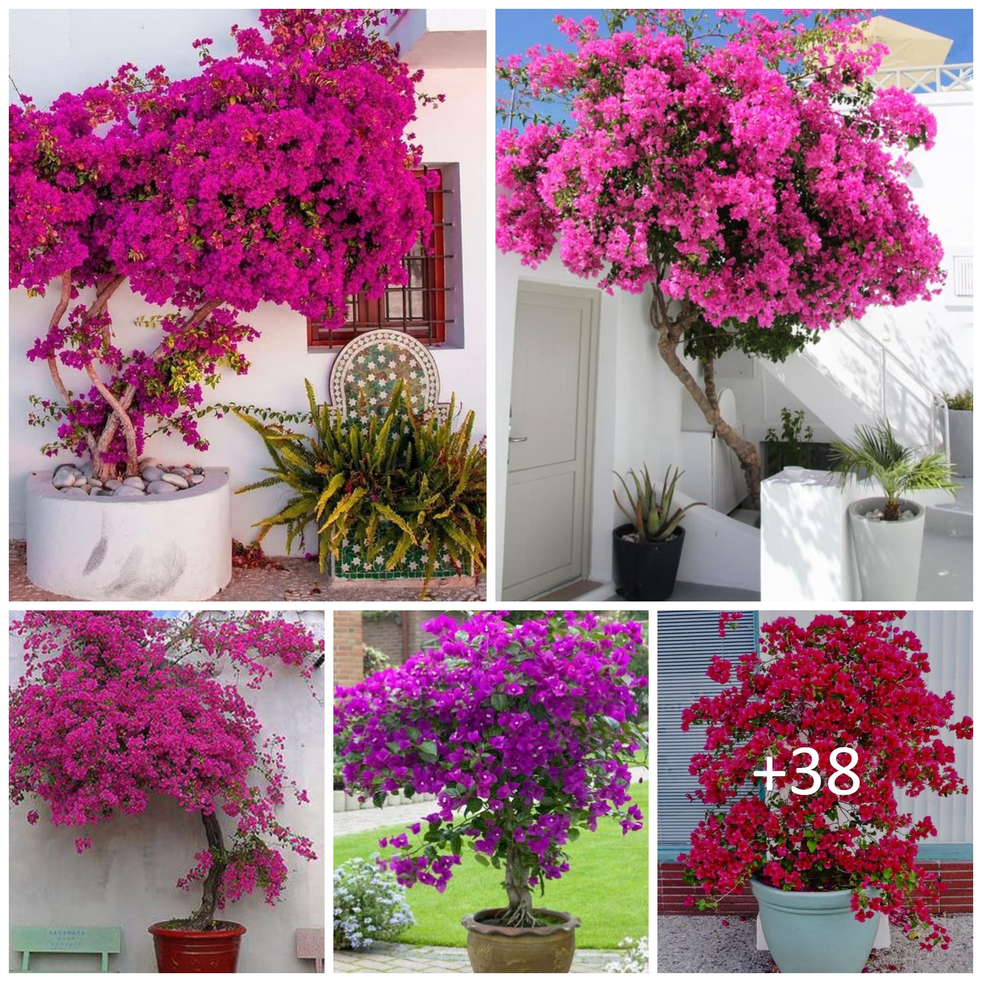 How to Grow and Care for Bougainvillea