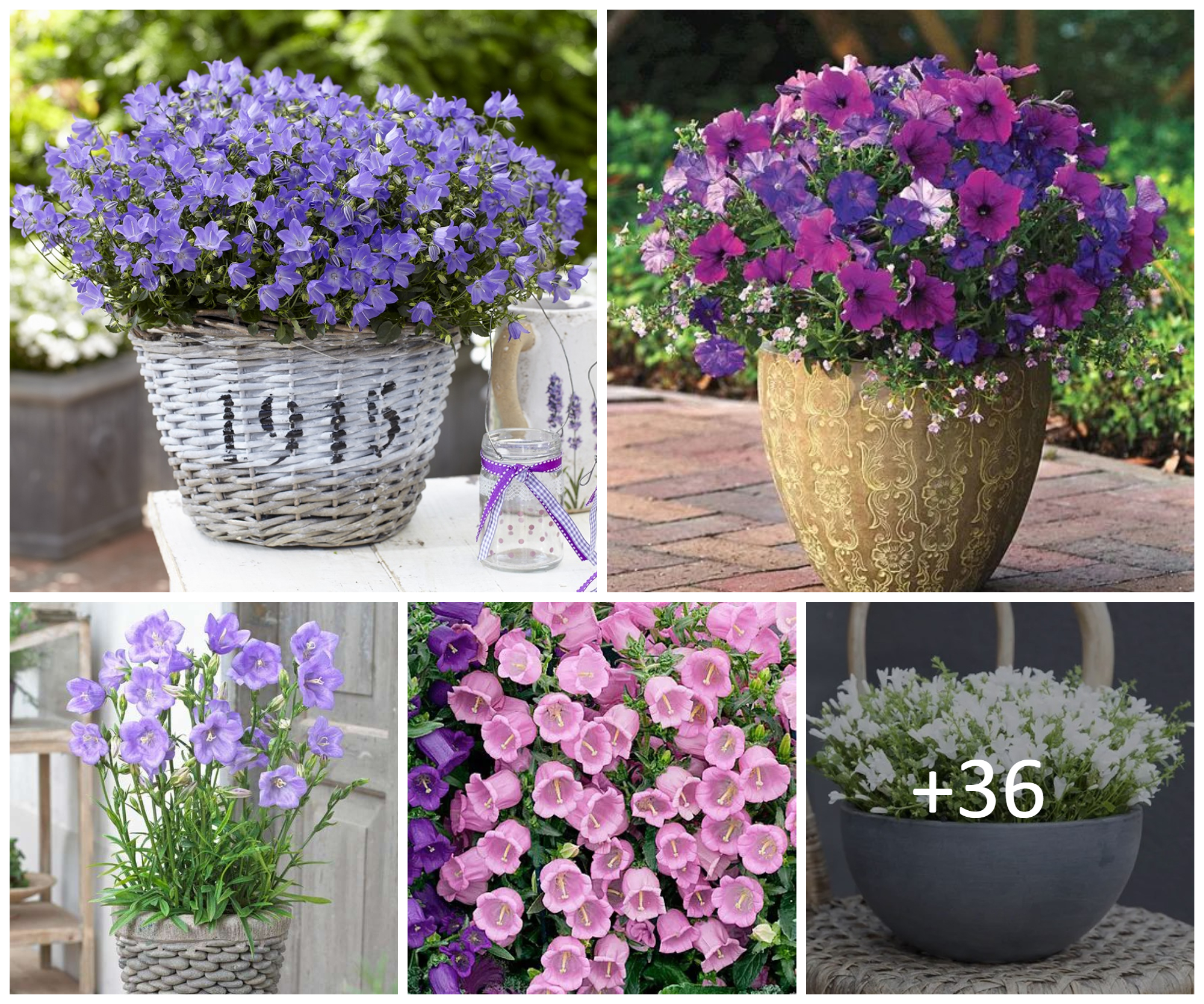 Campanula Guide: How to Grow & Care for “Bellflower”