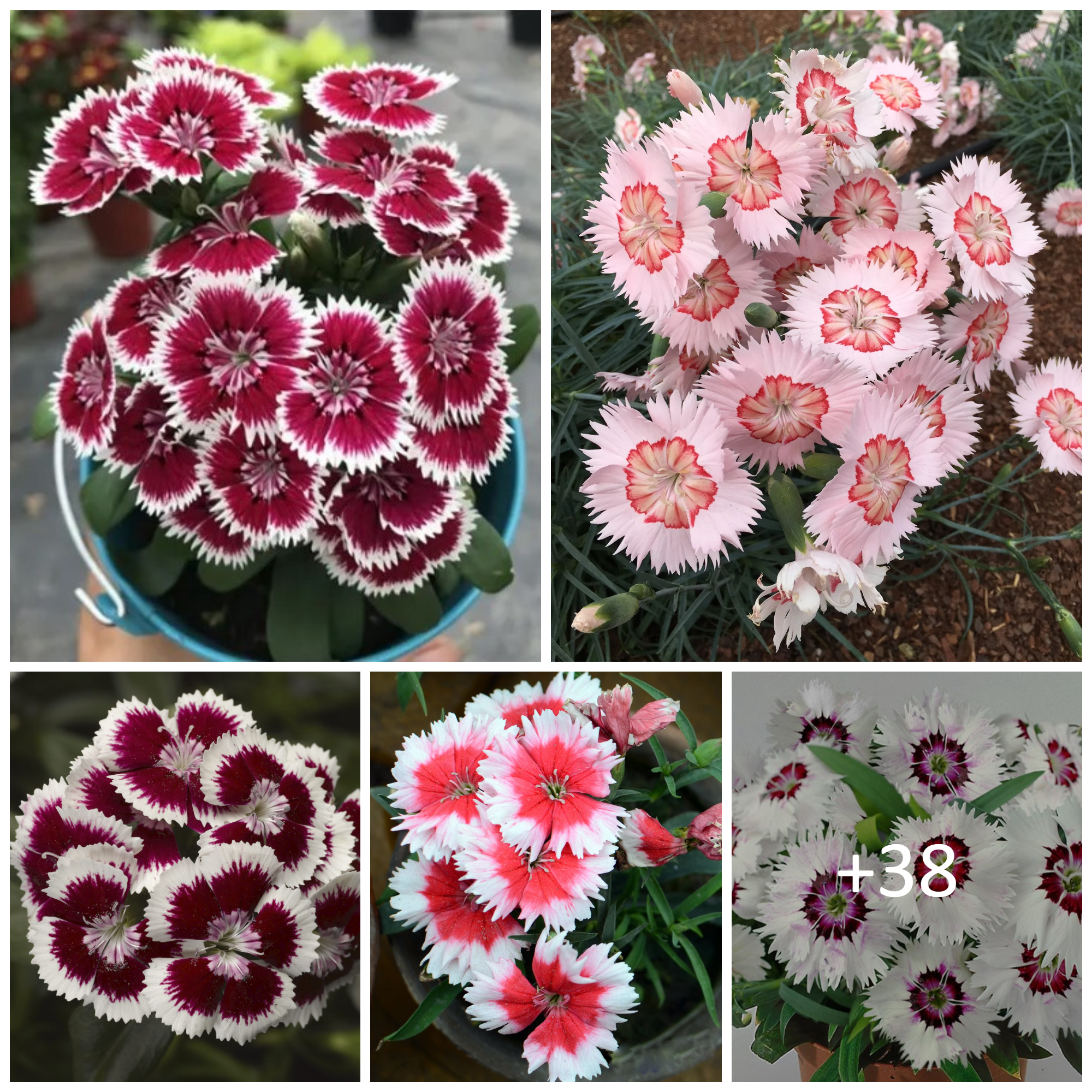 How to Grow and Care for Dianthus Flowers