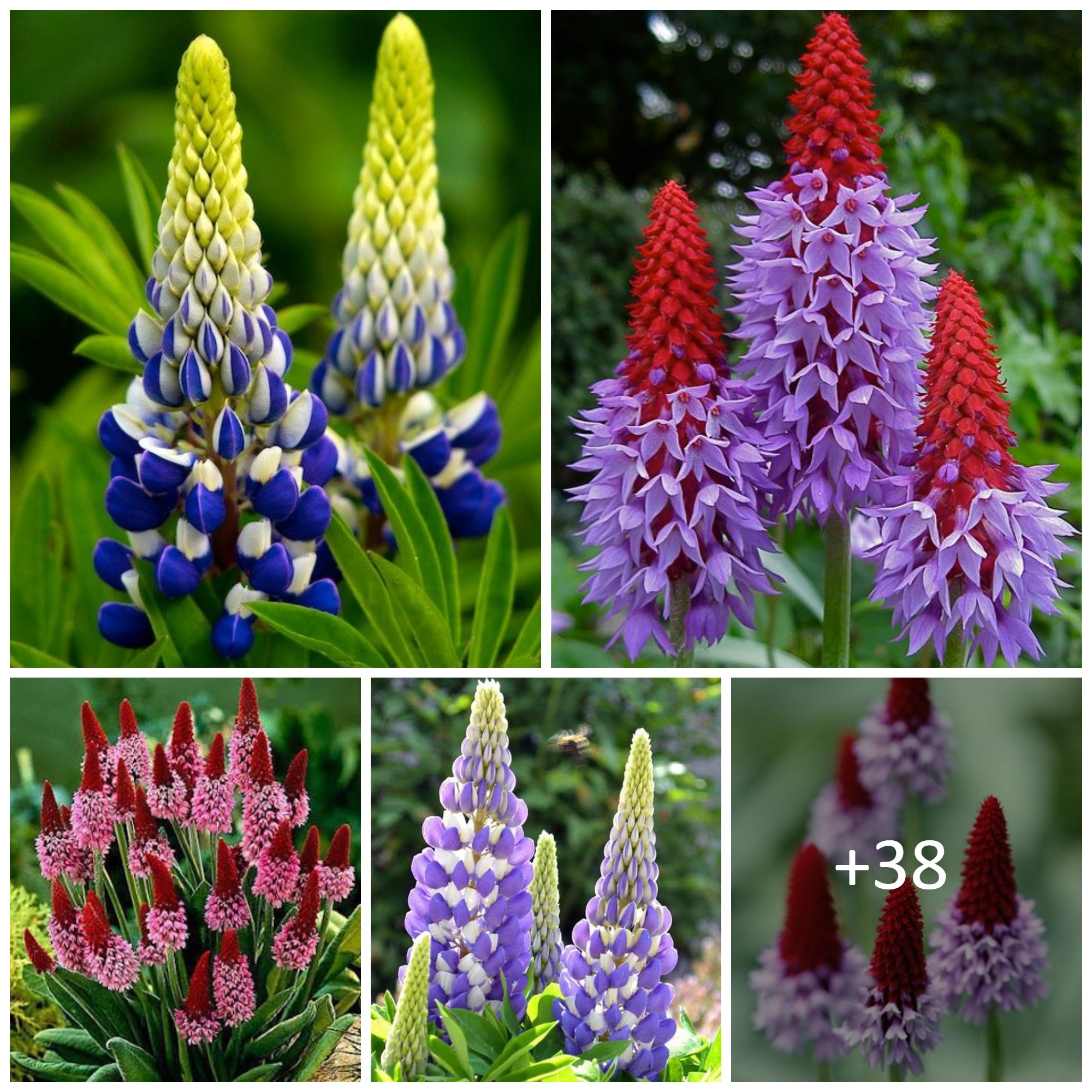 How to Grow and Care for Lupine Flowers