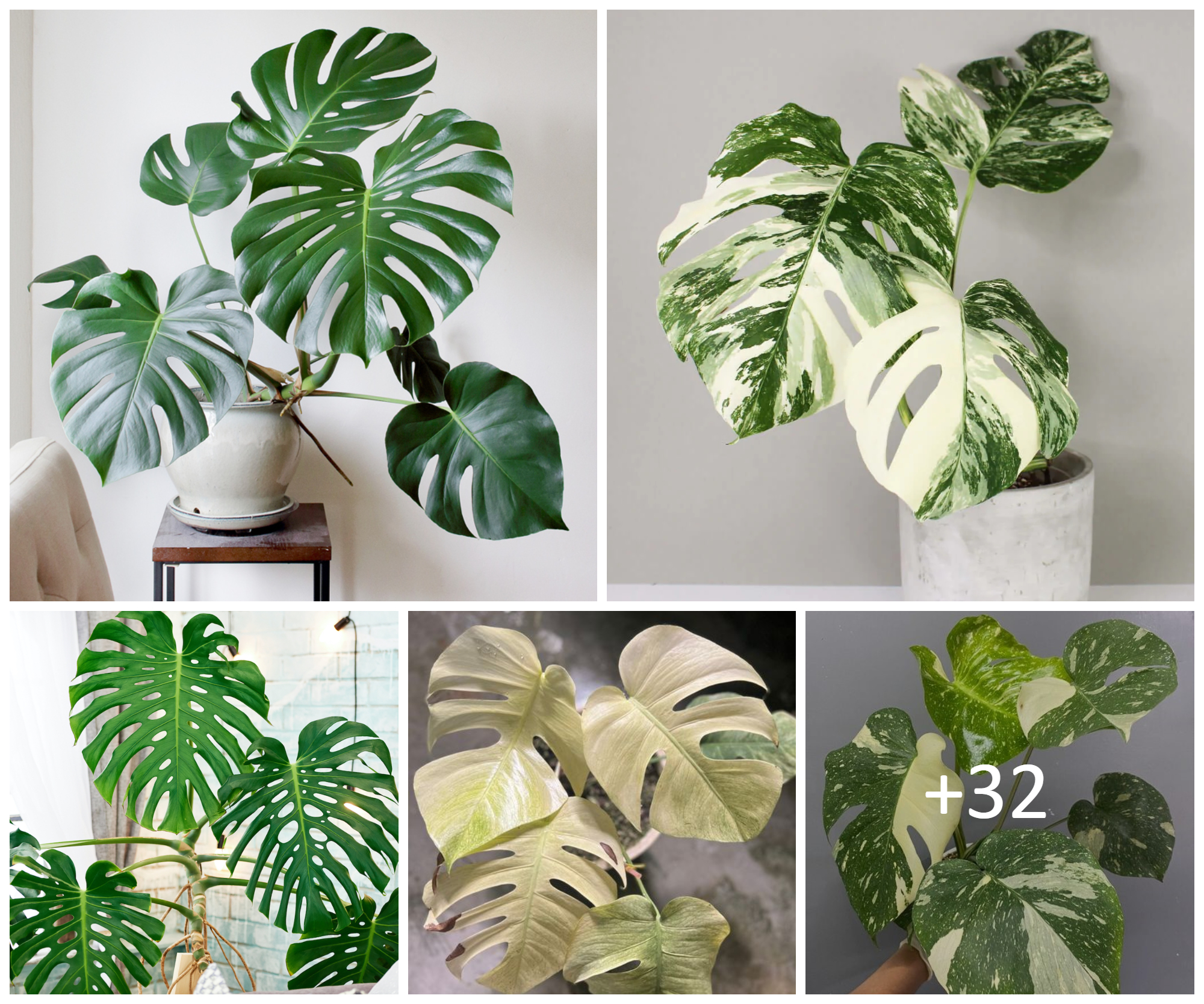 How to Grow and Care for Monstera