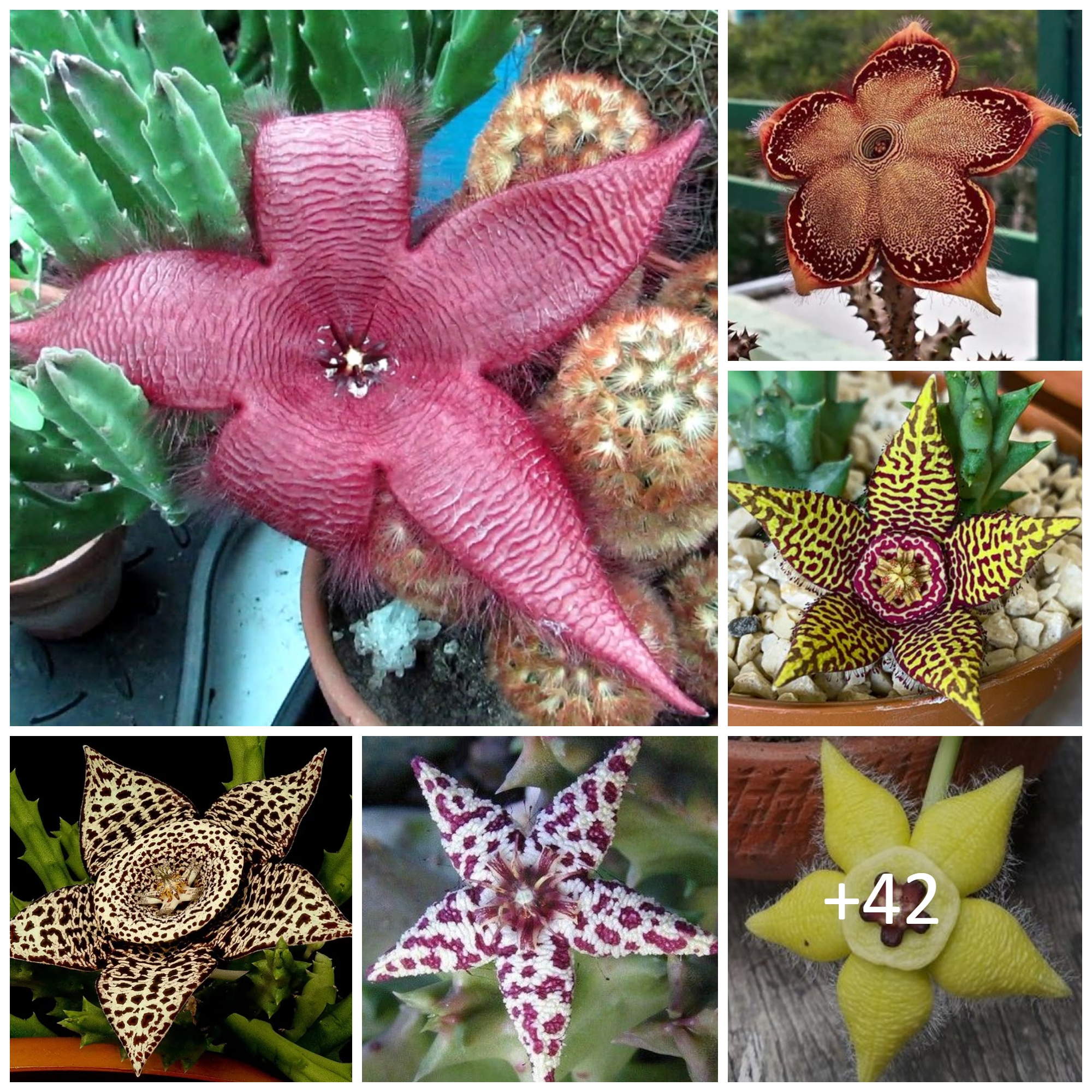 Tips For Growing Starfish Flowers Indoors