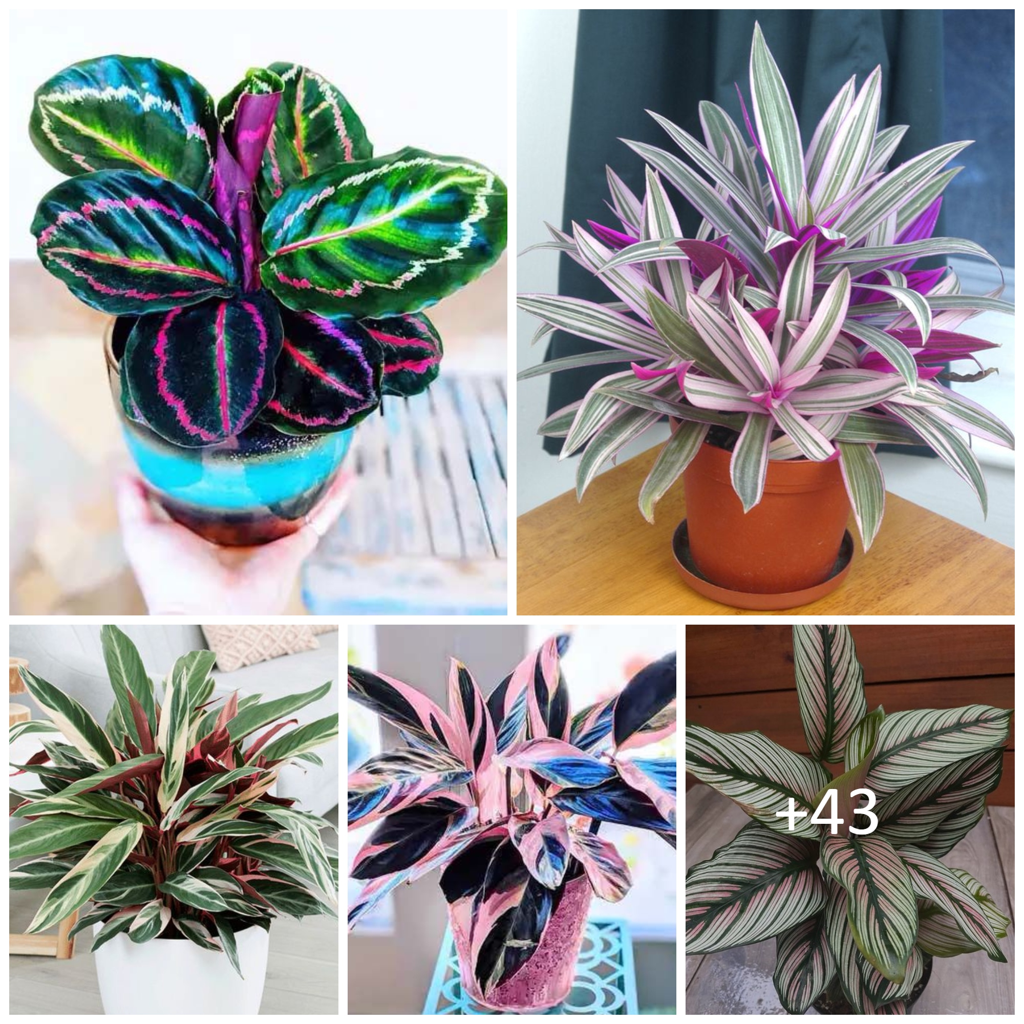 House plants with style