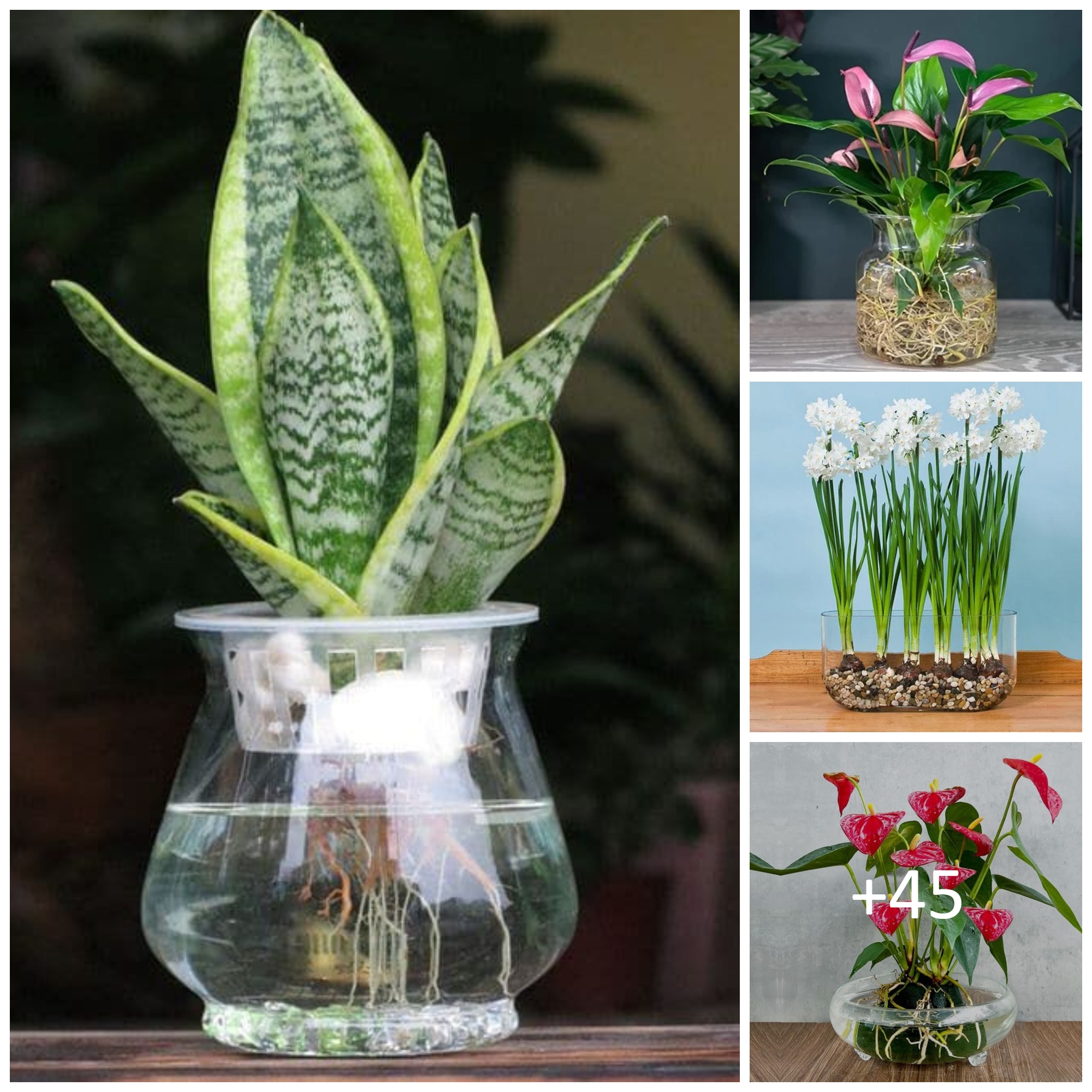 Amazing Plants You Can Easily Grow In Water