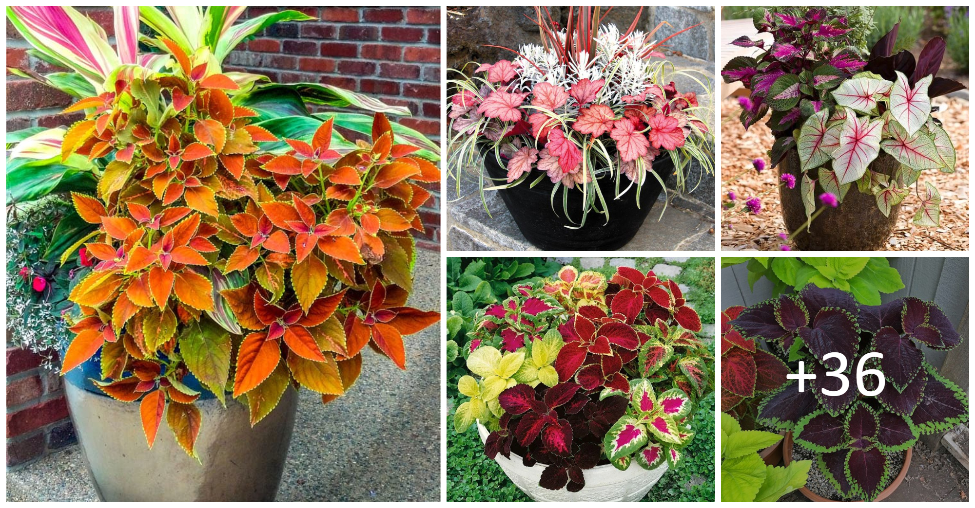 How to Grow and care Beautiful Coleus