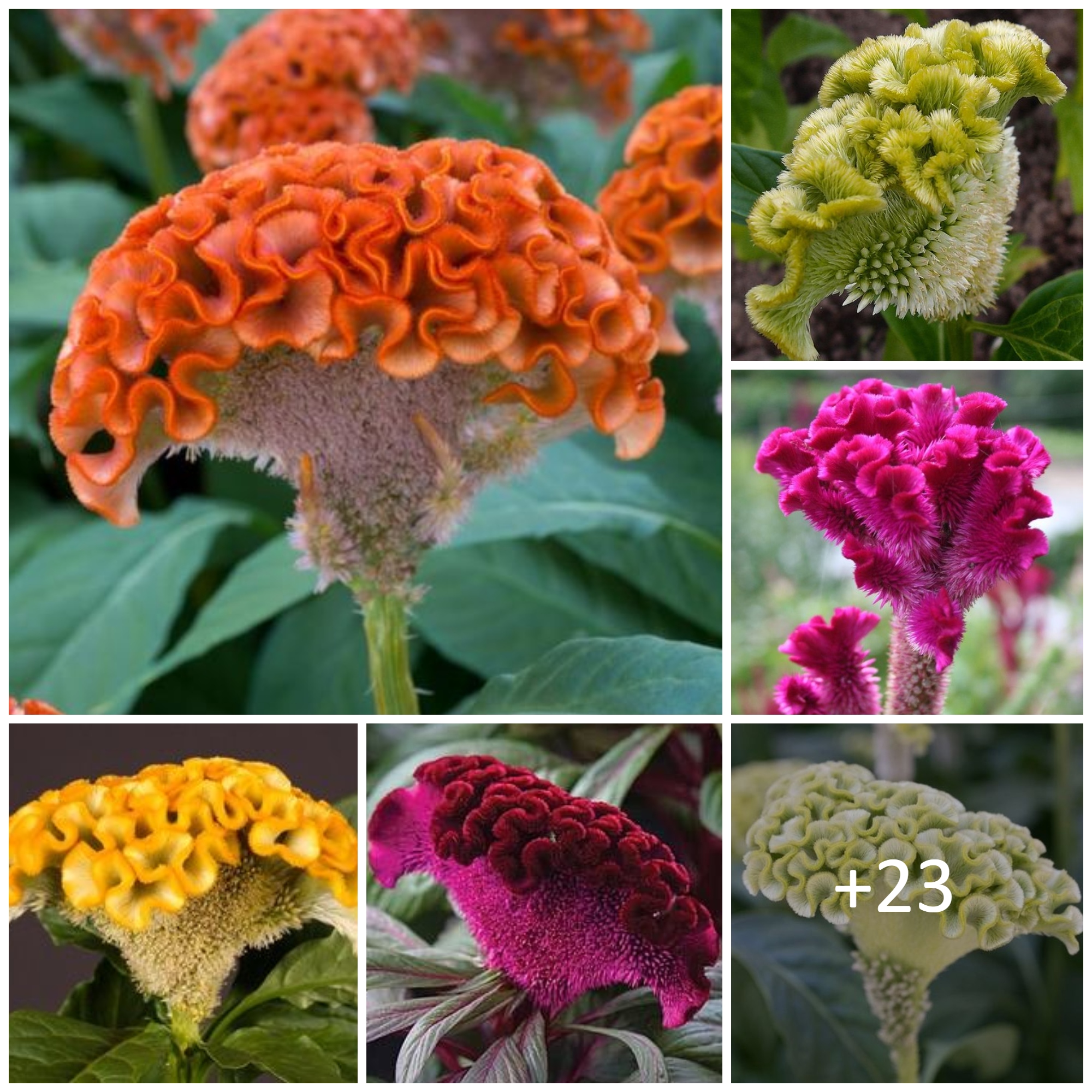 How To Plant, Grow and Care for Celosia
