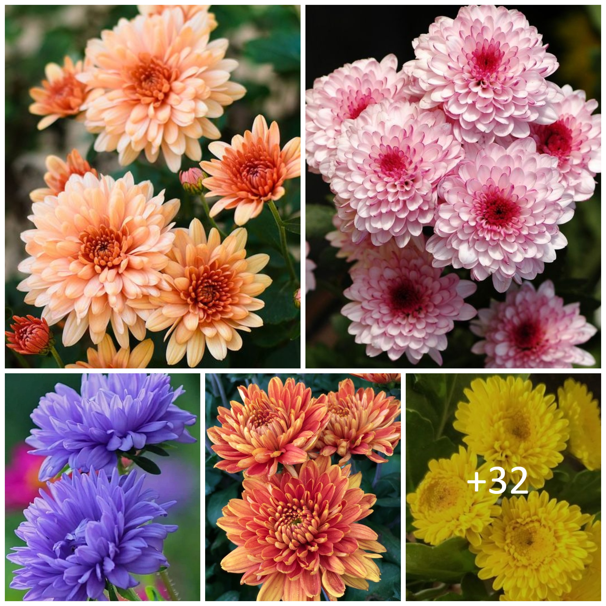 Guide to Selecting, Caring for Chrysanthemums