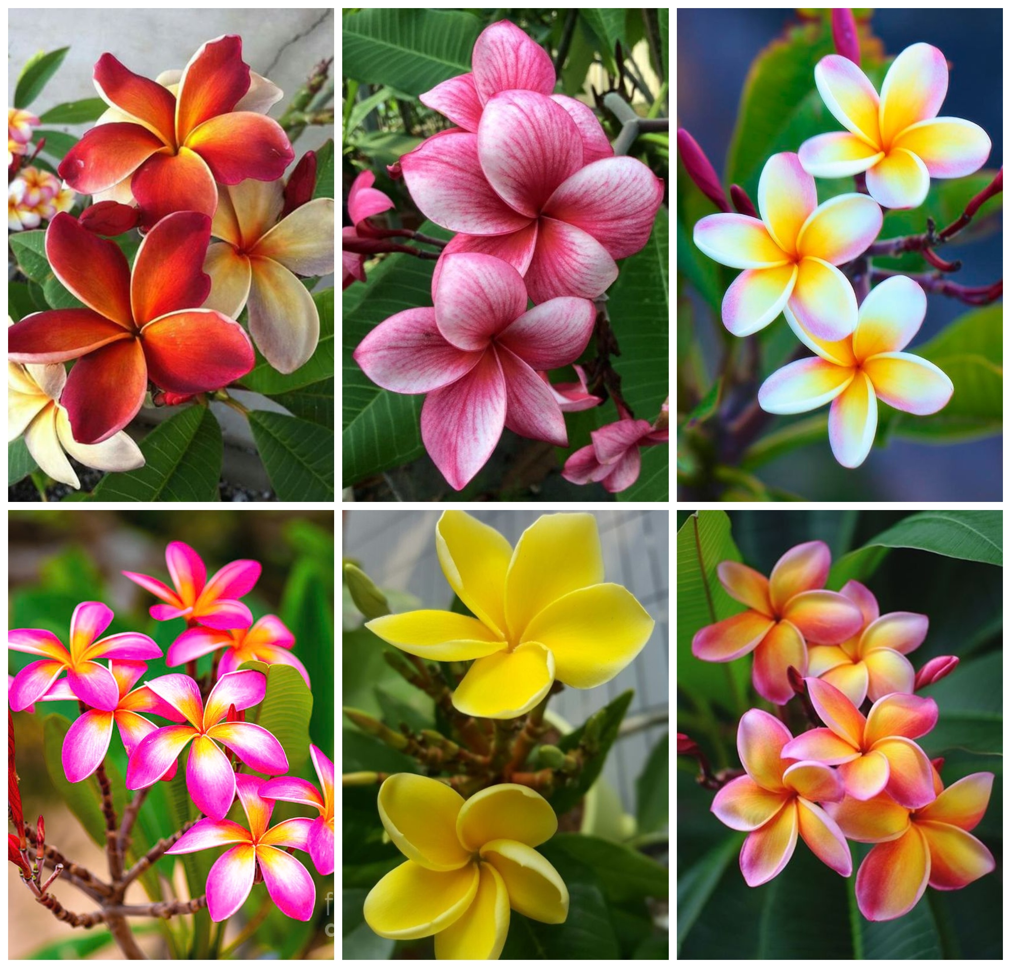 How to grow and care for frangipani
