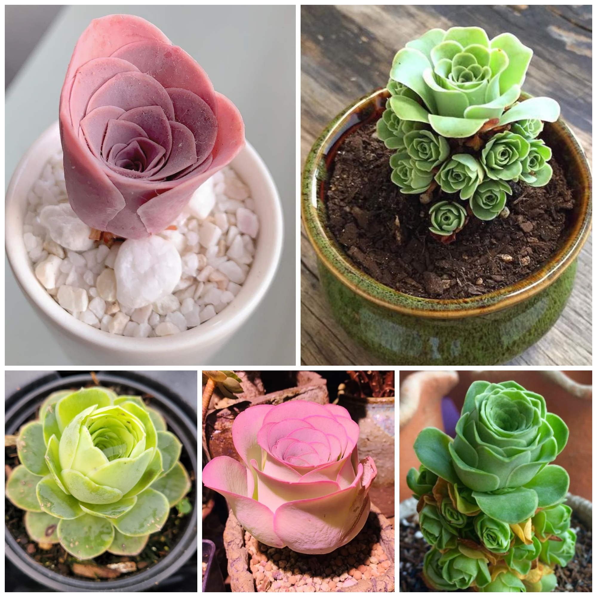 Beautiful ‘Rose Succulents’ Look Like Tiny Blossoming Flowers