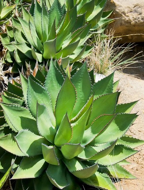 Prickly succulents 1