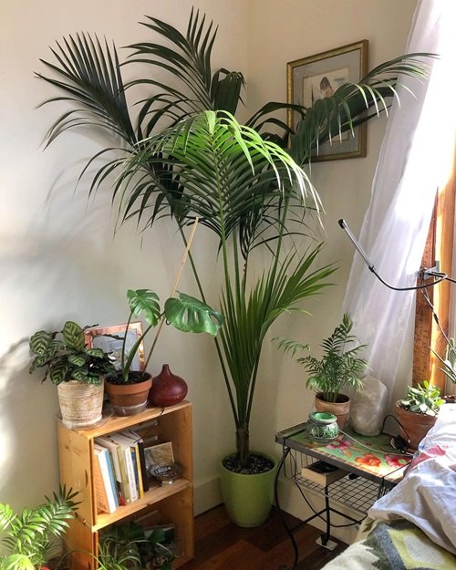 Pictures of Tall Tree Like Houseplants 5