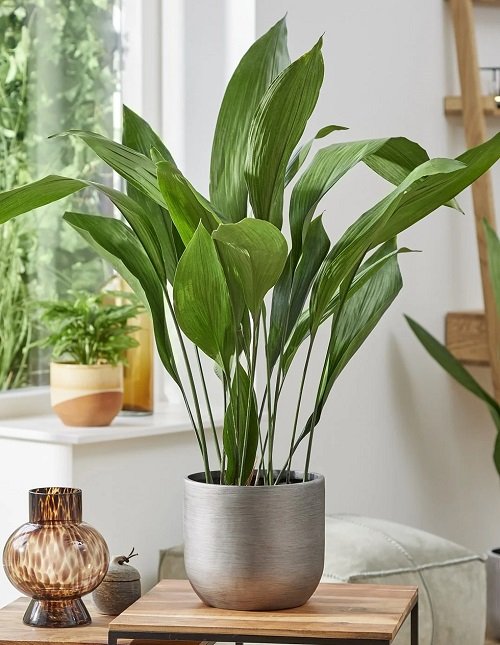 Cast iron houseplants for places where the sun doesn't shine
