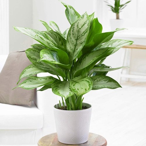 Plants for Office With No Windows 7