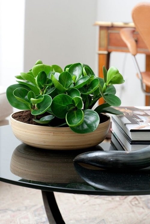 Plants for Office With No Windows 15