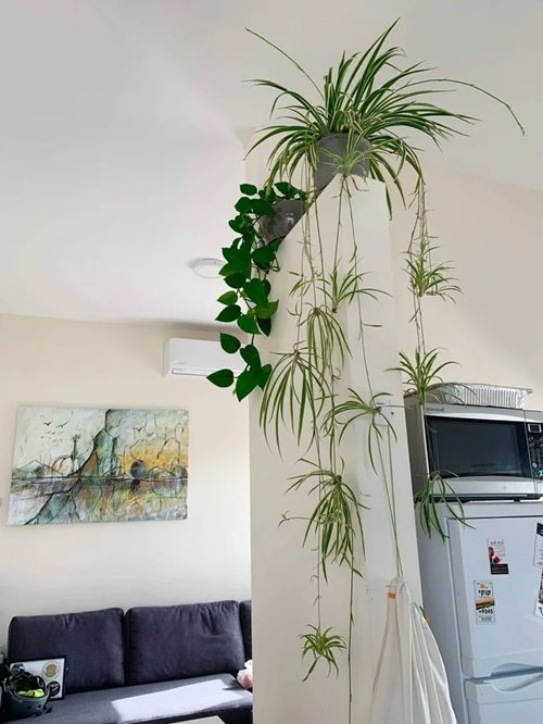 Spider Plant Wall Decor 3