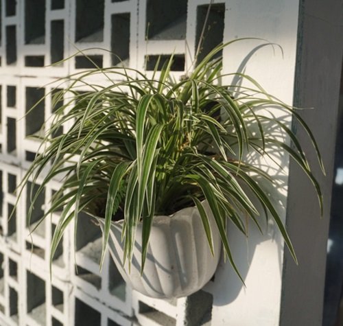 Spider Plant Wall Decor 9