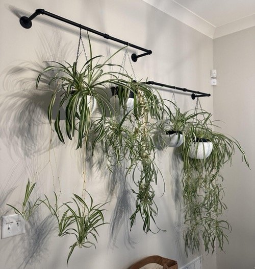 Spider Plant Wall Decor Ideas 17