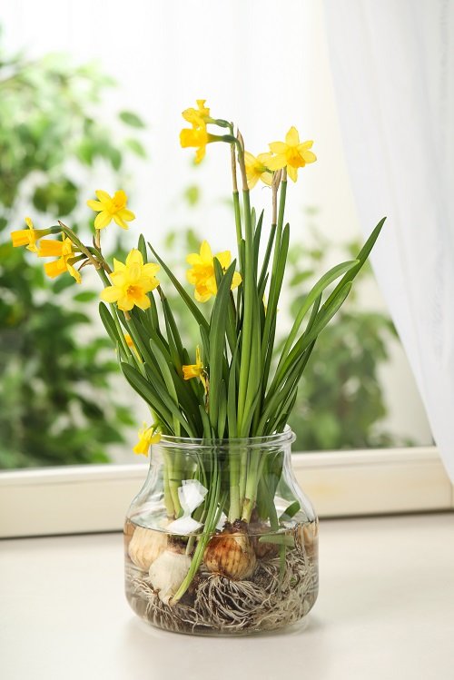 Ways to grow daffodils 5