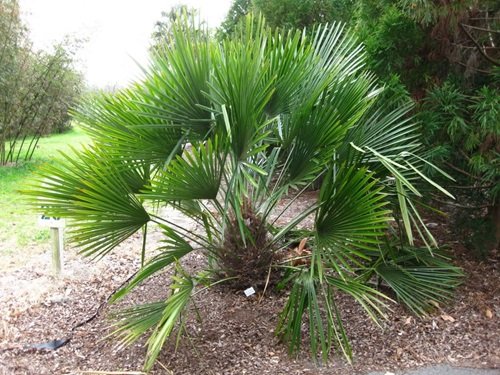 Small Palm Tree 13