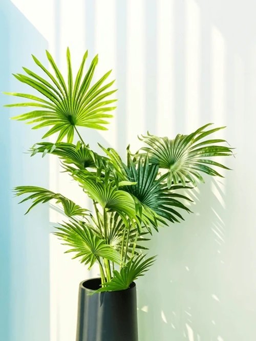Small Palm Tree 11