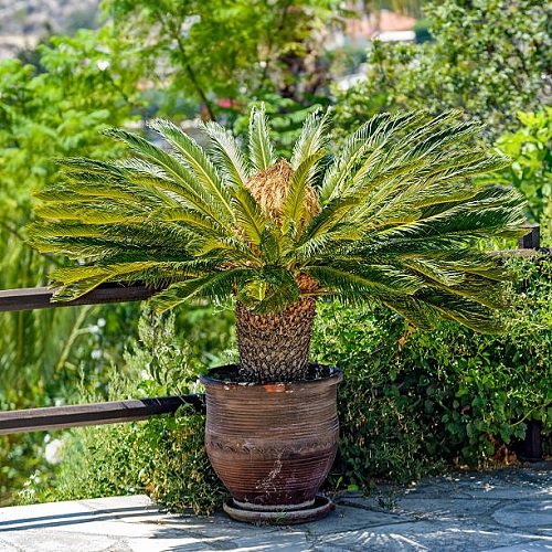 Small Palm Tree 7