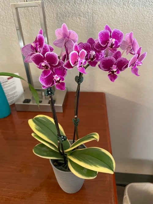 Orchids with Decorative Foliage 3