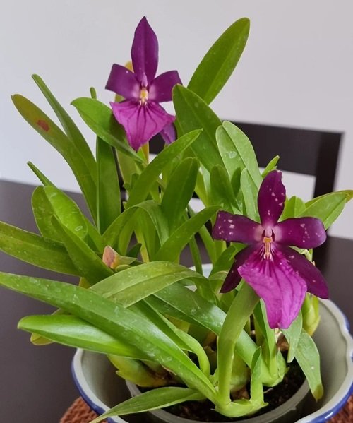 Orchids with Decorative Foliage 7