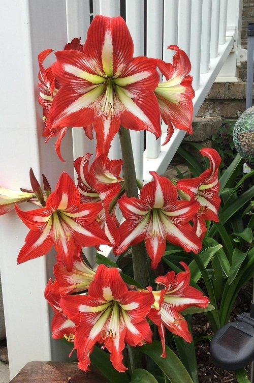 Amaryllis colors 3