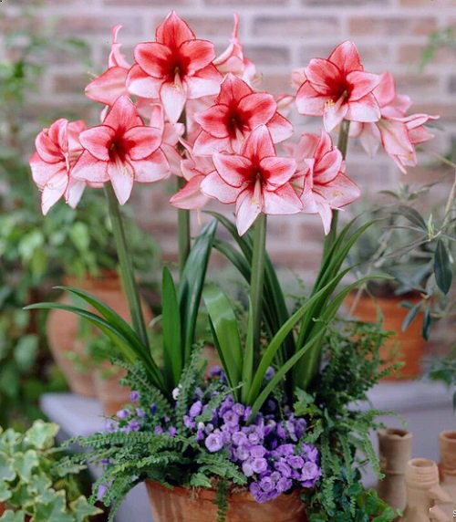 Amaryllis colors 5