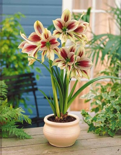 Amaryllis colors 7