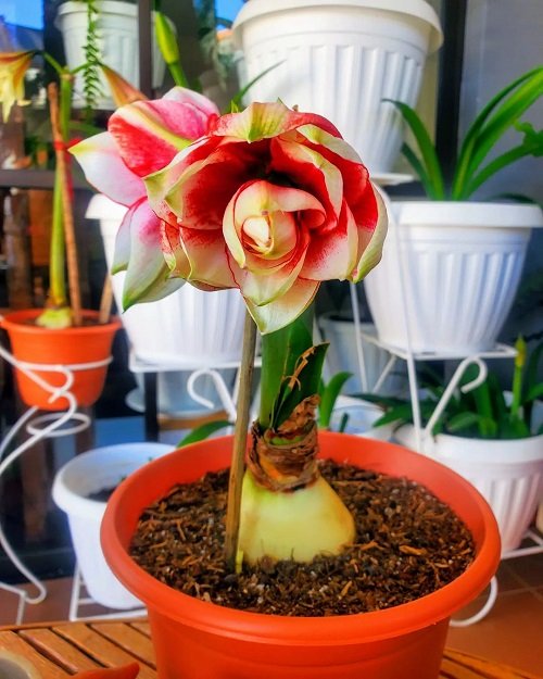 Amaryllis colors 25