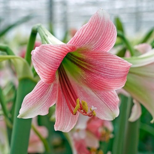 Amaryllis colors 23