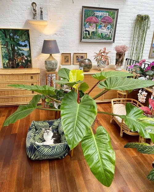 Philodendrons in house 16
