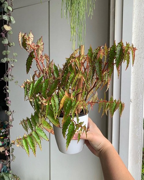 Houseplants in unusual colors 5