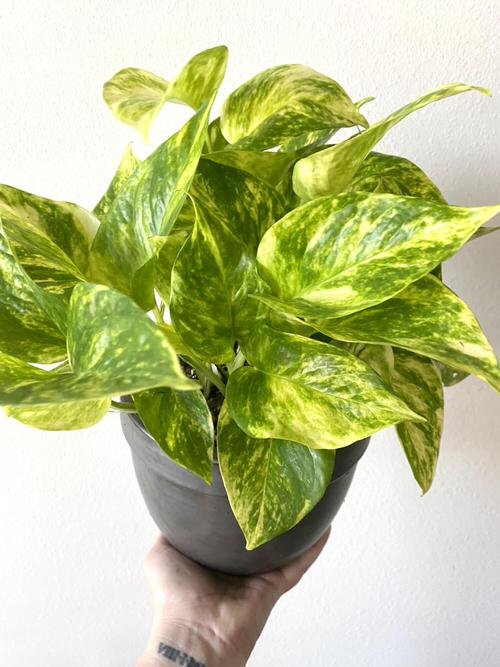 Colorful versions of the most popular houseplants 5