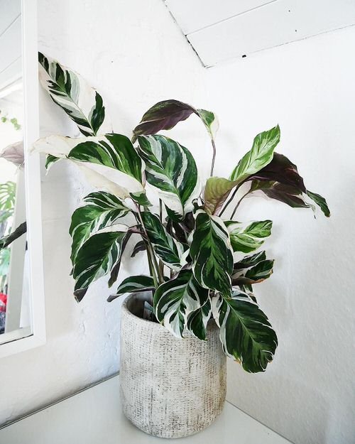 Colorful versions of 21st's most popular houseplants