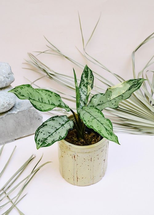 Colorful versions of the most popular houseplants 23