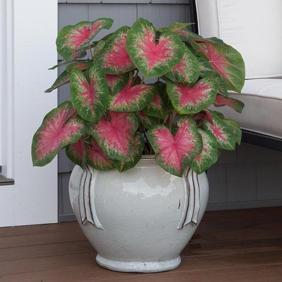 Colorful versions of the most popular houseplants 42