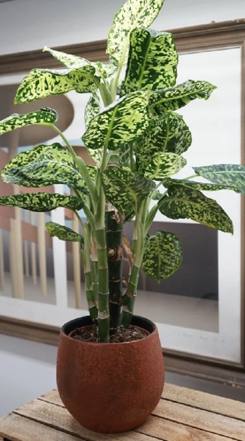 Colorful versions of the most popular houseplants 54