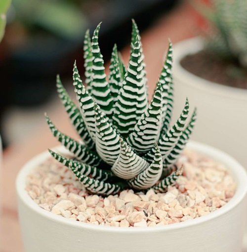 Succulents that bring happiness 3