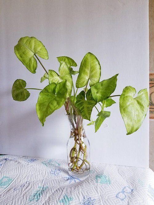 Houseplants that grow better in water than in soil 5