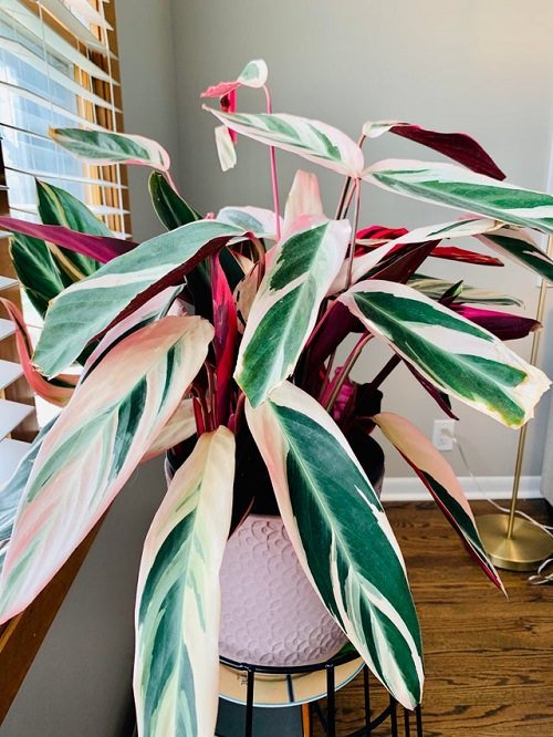 Colorful houseplants