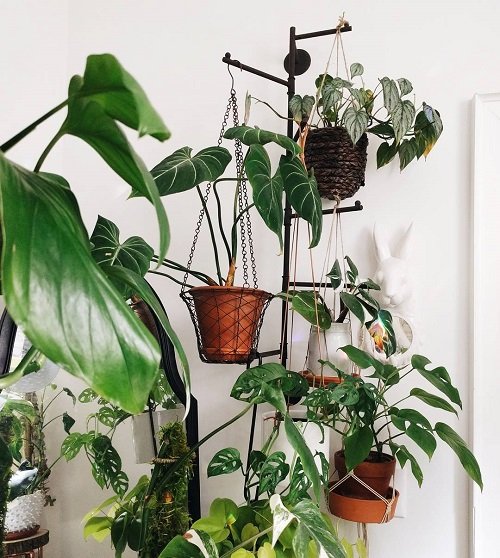 Quirky Ways to Hang Houseplants 9